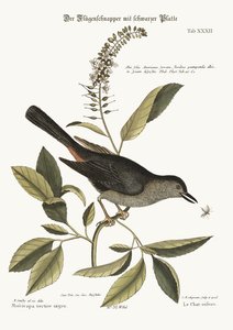 The Cat-Bird, 1749-73